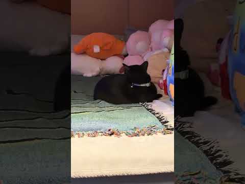He just ignored me||#cat #catshort #fyp