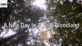 A New Day In A New Woodland