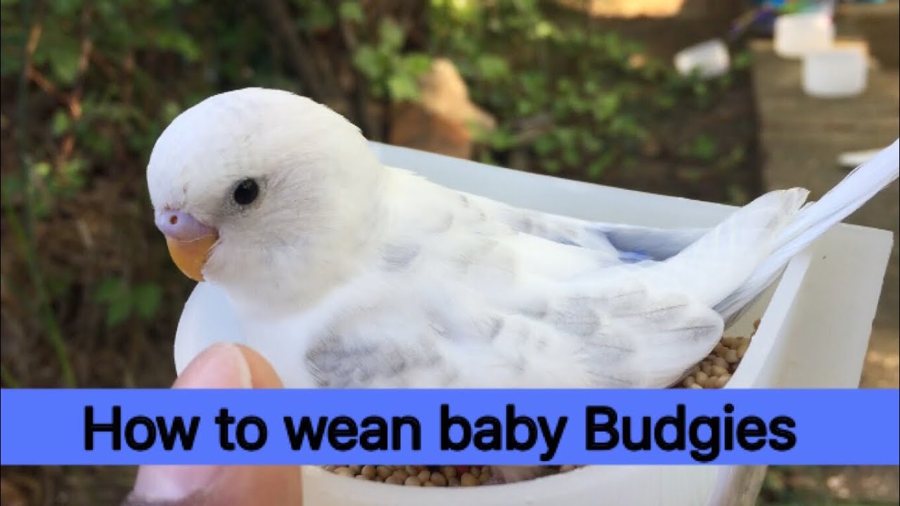 How To Wean Baby Budgies Youtube