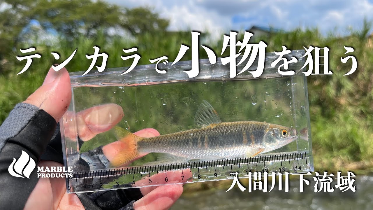 入間川で【テンカラ小物釣り】オイカワ狙いの川歩き/猛暑でも涼しく楽しい釣り