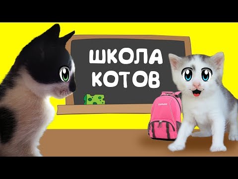 КОТ МАЛЫШ И КОШЕЧКА МУРКА идут в КОШАЧЬЮ ШКОЛУ ! УРОКИ для котов НОВЫЙ ЧЕЛЛЕНДЖ для  котенка