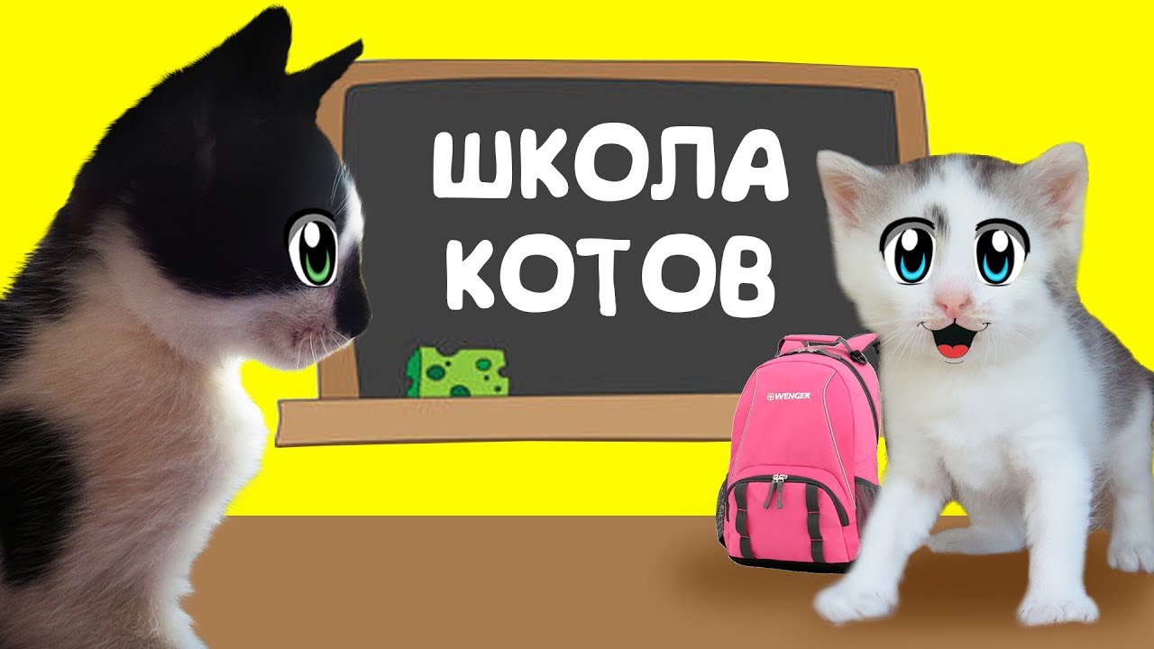 Включи малышам котиков. А ну-ка давай-ка. Кот малыш с канала а ну ка давай ка. А ну ка давайка. А ну ка давайка школа котов.