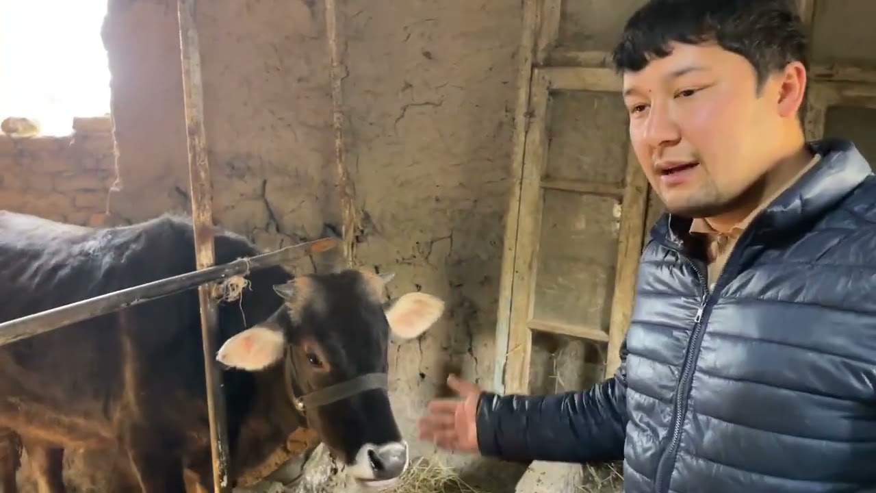 🐂BUQA boqish eng arzon usuli /бука боқиш енг арзон усули 