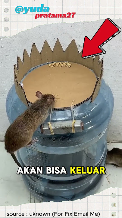 perangkap tikus dari galon bekas #shorts #viralvideo