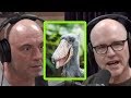 Joe Rogan Freaks Out Over Giant Dinosaur Bird