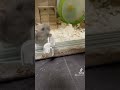 一目散にどこ行くねん #ハムスター #hamster #ハムスターのいる生活 #小動物 #かわいい #閃光のハサウェイ