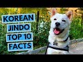 Korean Jindo - TOP 10 Interesting Facts