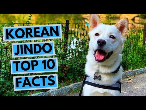 Video: Hypoallergenic, Kesihatan Dan Jangka Hayat Anjing Jindo Korea