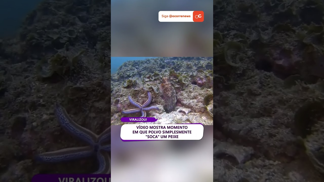 Vídeo mostra momento em que POLVO simplesmente "SOCA" UM PEIXE
