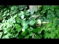 夏の一人静(ヒトリシズカ) Chloranthus japonicus (Healing video)