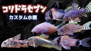熱帯魚飼育 コリドラス 7種類のコリドラスを超横長カスタム水槽に入れたらハム太郎と仲間のようで賑やかなアクアリウムになった Youtube 熱帯魚飼育 コリドラス 7種類のコリドラスを超横長カスタム水槽に入れたらハム太郎と仲間のようで賑やかなアクアリウムになった Youtube