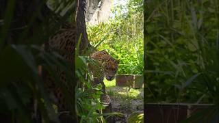 Jaguar : King of the Jungle #wildlife #jungle #animals