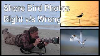 Most People Photograph Shorebirds WRONG – Do This Instead