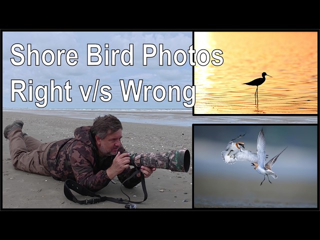 How to Start Bird Photography: Essential Tips for Stunning Shots