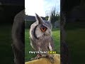 Owls Don’t Have Eyes… They Have Tubes  #wildlife  #animalfacts  #funfacts