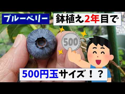 ブルーベリー栽培：鉢植え2年目で500円サイズの実が！？ - YouTube