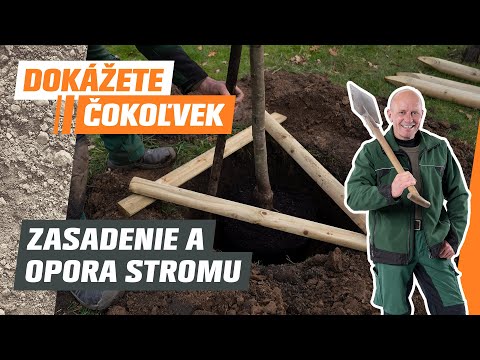 Video: Najlepšie severovýchodné ovocné stromy: Pestovanie ovocných stromov v Novom Anglicku