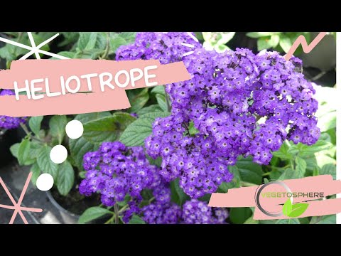 Vidéo: Info sur les fleurs d'héliotrope - Comment cultiver l'héliotrope et les soins d'héliotrope