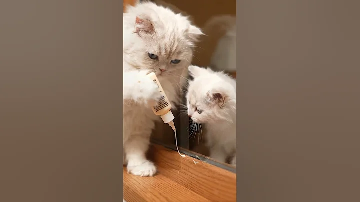 Video 11611801: adorable white munchkin cats, long haired munchkin, cute munchkin cat