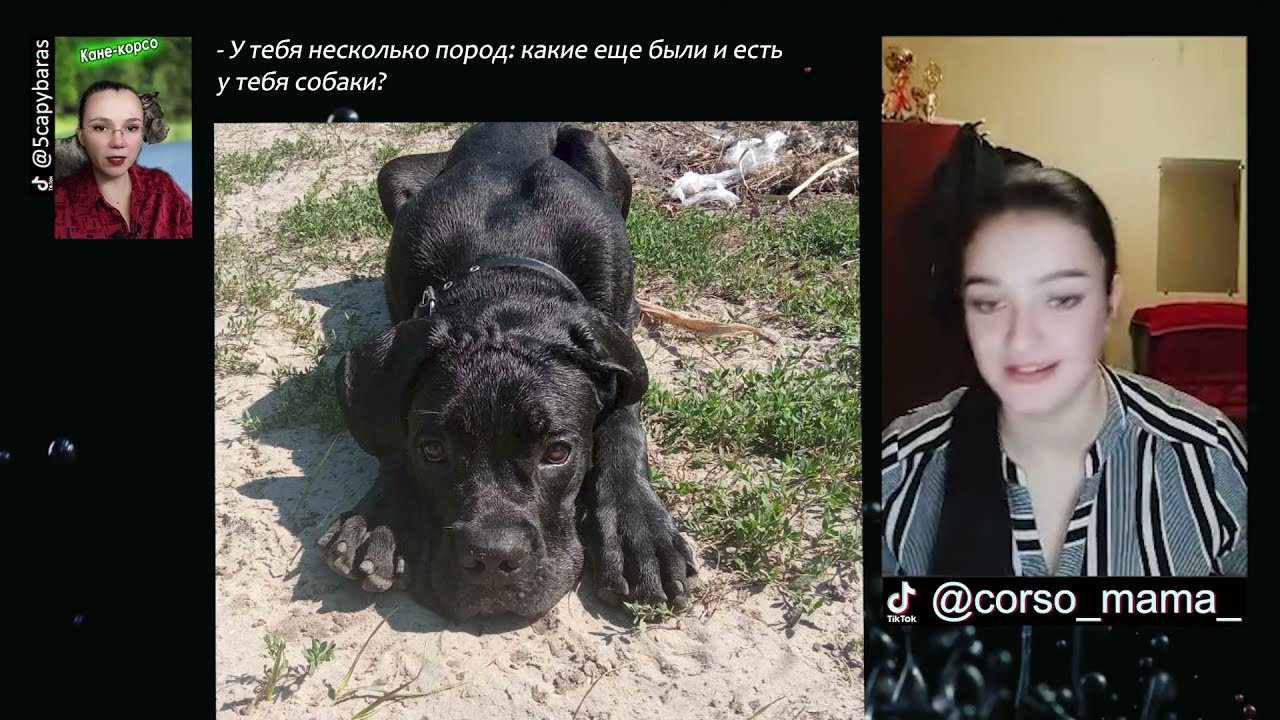 С какого возраста можно заводить кане корсо?