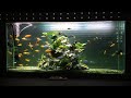 Watch Live Stream Aquarium Fish-Tank(Part21)/Смотрим Прямую Трансляцию-Аквариум Рыбный Танк(Часть21)