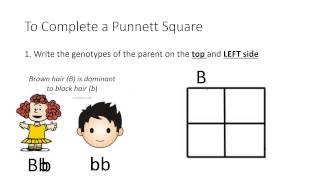 Intro to Punnett Squares