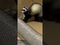 The Sounds Of Excited Ferrets 