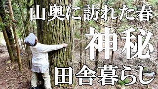 【神秘的な山】山に春を告げる黄色い花ミツマタの群生地 樹齢160年の杉 初めて見た野蒜(のびる)と赤飯作り。自然豊かな山奥暮らしの日々村暮らし移住料理【標高800mの田舎暮らし】