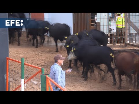 Mexican state of Chihuahua resumes cattle exports to the U.S. after screw-worm closure