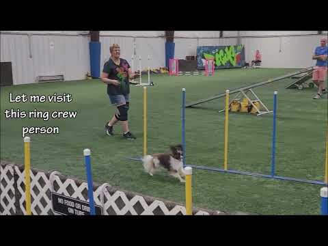 E8 - Jets 1st AKC Agility Trial: Day1 - 1st Q!