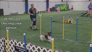 E8  Jets 1st AKC Agility Trial: Day1  Jet Visits All the Ring Crew and Still Gets His 1st Q!