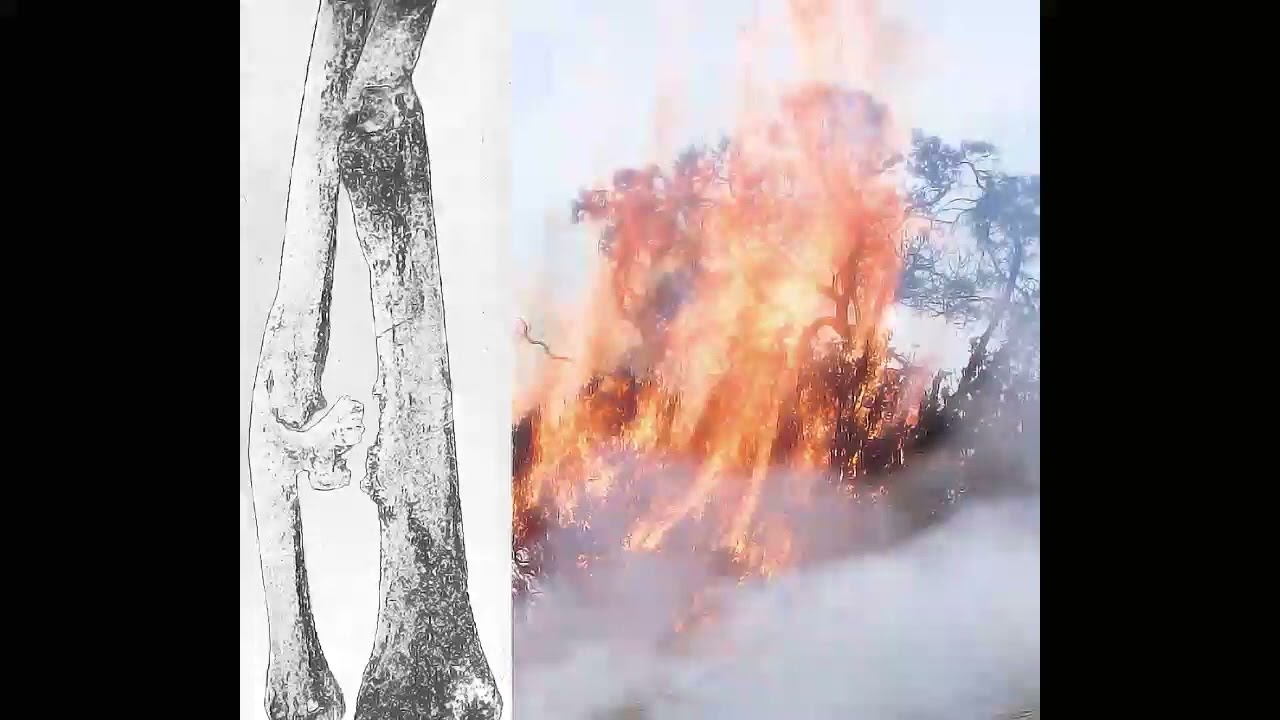 Elysia Crampton - Coreoplastic American [Mix] (2016)