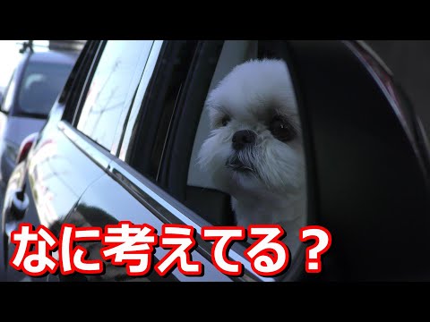 シーズー　ミラー越しのイヌ！