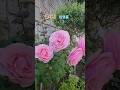 끝사랑 #임영웅 #사랑의 콜센타 #유정맘채널