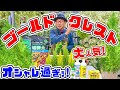 さぁ!オシャレな【ゴールドクレスト】を育ててみよう♪寄せ植え・鉢植えに!【教えて服部さ～ん!】