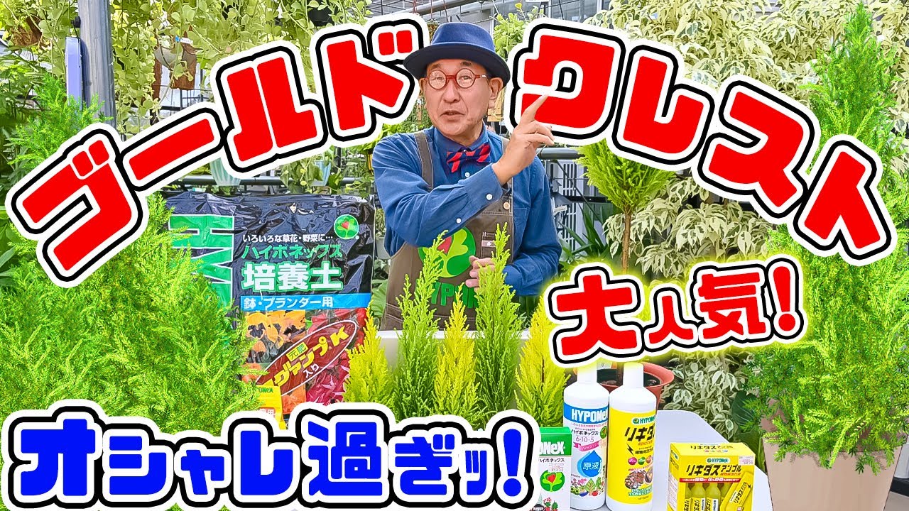 さぁ!オシャレな【ゴールドクレスト】を育ててみよう♪寄せ植え