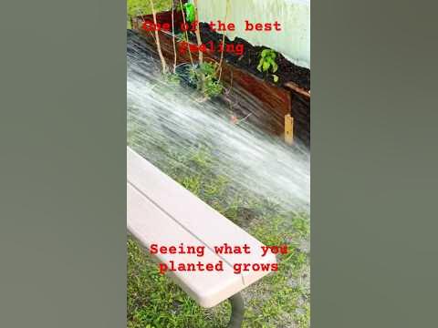 #plants tomato cabbage, peppers potatoes, zucchini, greens,cucumber+ ...