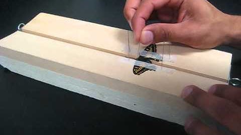 How to Make an Insect Collection: Spreading