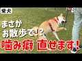 【犬しつけ】柴犬の甘噛みをやめさせたい!【噛みつき】【散歩】【噛み癖】