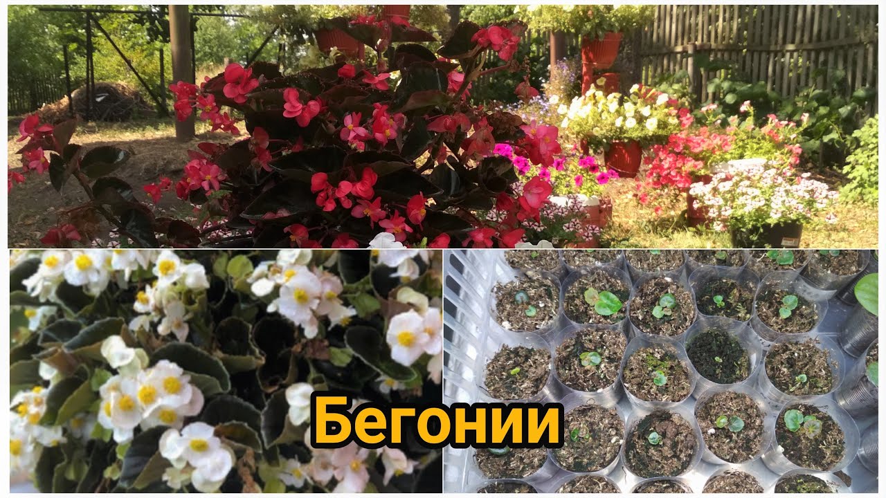Бегонии, обзор сеянцев. Успехи и разочарования.