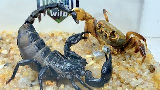 River crab challenges rain forest scorpion,Scorpion vs crab 溪蟹挑战雨林蝎