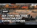 Morski lavovi na ulicama argentinske luke
