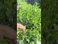 #Monkey Kui #Picking Tea #Tea #Agriculture, Rural Areas, and Farmers #Rural Life#b9209
