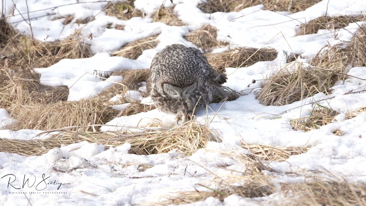 Slow Motion Video of Great Gray Owl Catching a Vole