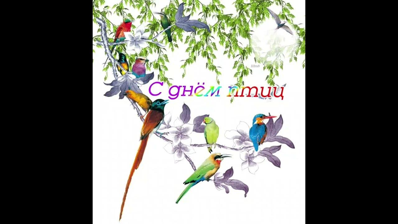 День птиц