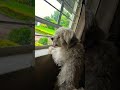 Cute Funny Comedy Memes Ytshorts Cute Funny Comedy Memes Ytshorts