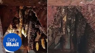 Pest controller uses hoover to remove colony of 22,000 bees