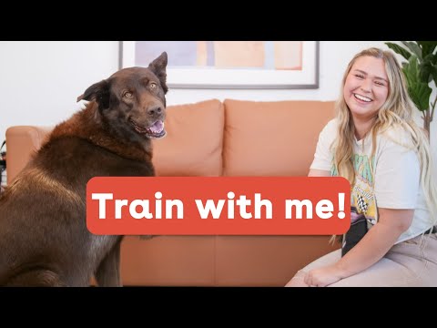 Essential Dog Training Course Intro