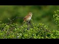 Nightingale bird singing in mating season
