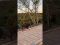 The Wild Boar Kitsara In The City Of Quneitra Shorts 